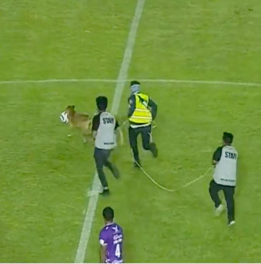 Μεξικό: Απίστευτος τετράποδος ντριμπλέρ έκλεψε την παράσταση - Δείτε βίντεο