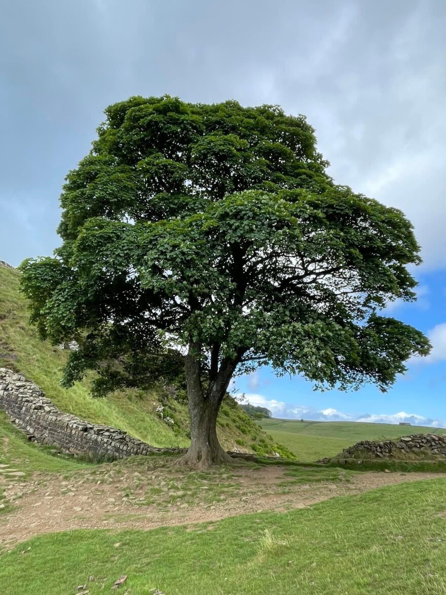 Ποινή φυλάκισης τεσσάρων ετών στους δύο Βρετανούς που έκοψαν εμβληματικό δέντρο