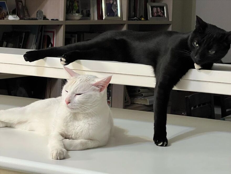 Παγκόσμια Ημέρα των Ζώων: Το Instagram γέμισε φωτογραφίες των αγαπημένων φίλων του ανθρώπου