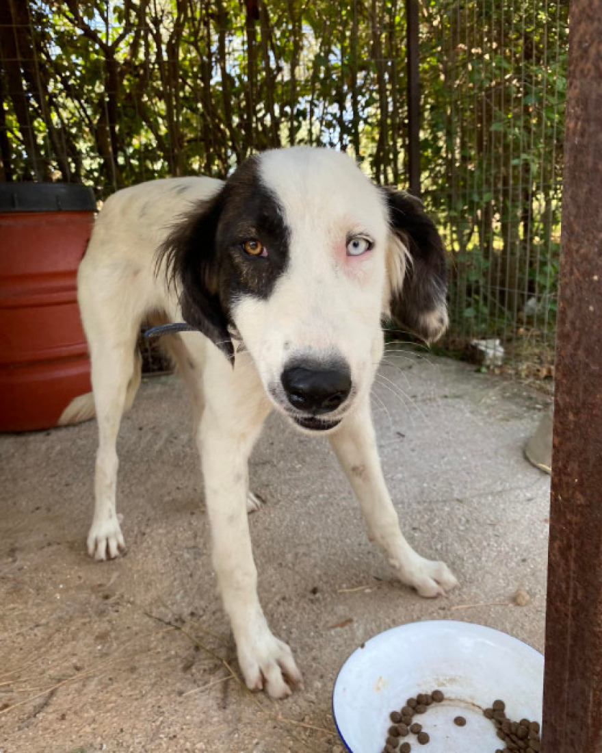 Παγκόσμια Ημέρα των Ζώων: Το Instagram γέμισε φωτογραφίες των αγαπημένων φίλων του ανθρώπου