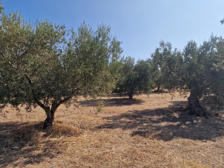 Χαλκιδική: Πόσοι τόνοι λαδιού «εξαφανίστηκαν» τελικά και πώς έκαναν «φτερά» - Τα αναπάντητα ερωτήματα