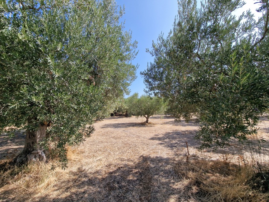 Χαλκιδική: Πόσοι τόνοι λαδιού «εξαφανίστηκαν» τελικά και πώς έκαναν «φτερά» - Τα αναπάντητα ερωτήματα