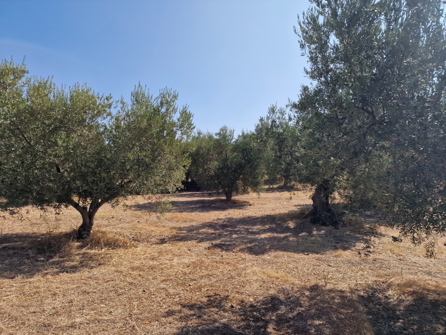 Χαλκιδική: Πόσοι τόνοι λαδιού «εξαφανίστηκαν» τελικά και πώς έκαναν «φτερά» - Τα αναπάντητα ερωτήματα