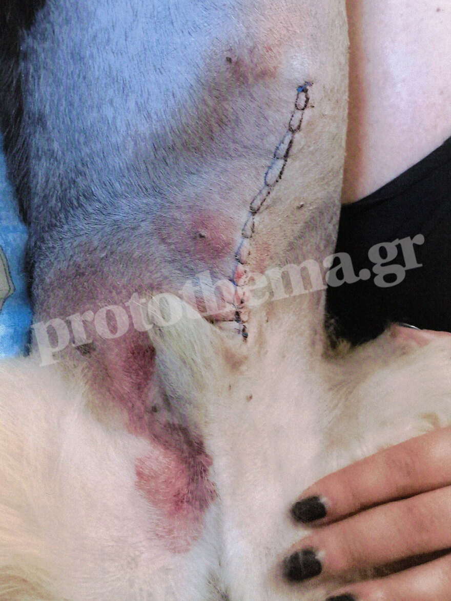 Σεπόλια: Χώρισαν και εκείνος για να την εκδικηθεί έριξε φόλα στον σκύλο της 