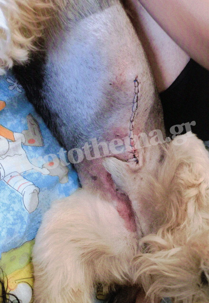 Σεπόλια: Χώρισαν και εκείνος για να την εκδικηθεί έριξε φόλα στον σκύλο της 