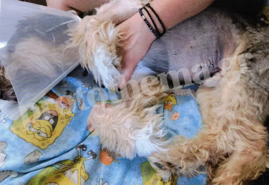 Σεπόλια: Χώρισαν και εκείνος για να την εκδικηθεί έριξε φόλα στον σκύλο της 