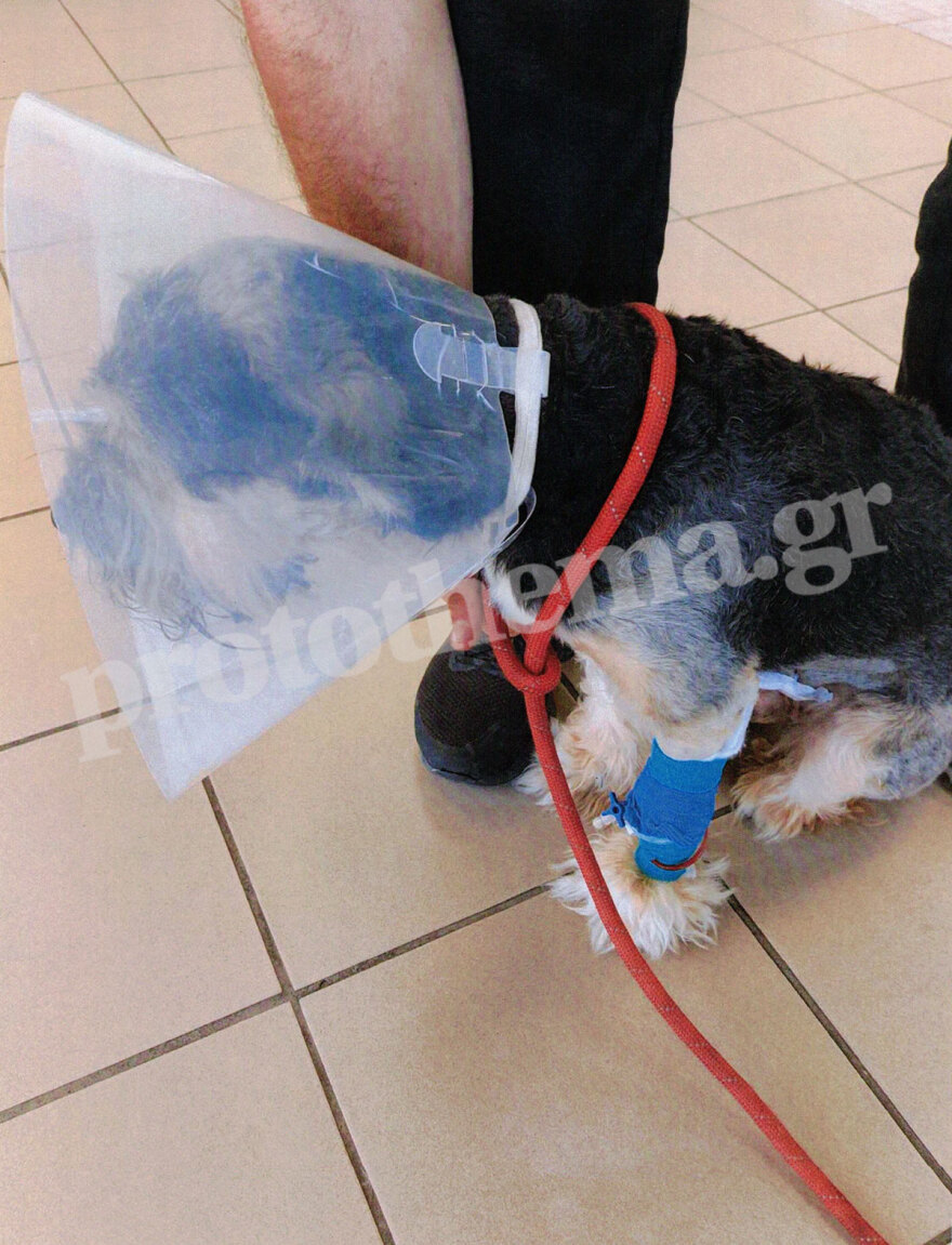 Σεπόλια: Χώρισαν και εκείνος για να την εκδικηθεί έριξε φόλα στον σκύλο της 