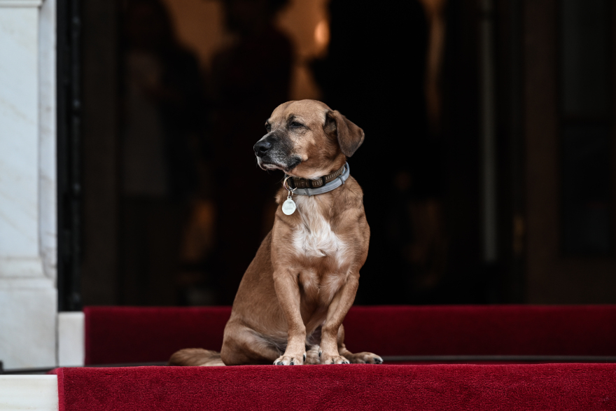 Πώς υποδέχτηκε ο Peanut την πρωθυπουργό της Εσθονίας στο Μέγαρο Μαξίμου