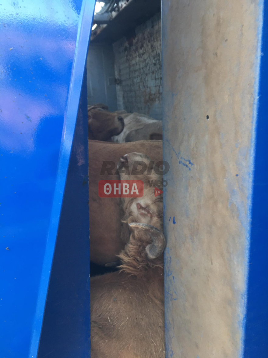 Θανατηφόρο τροχαίο στα Βίλια: Ανετράπη νταλίκα που μετέφερε ζώα - Δείτε φωτογραφίες