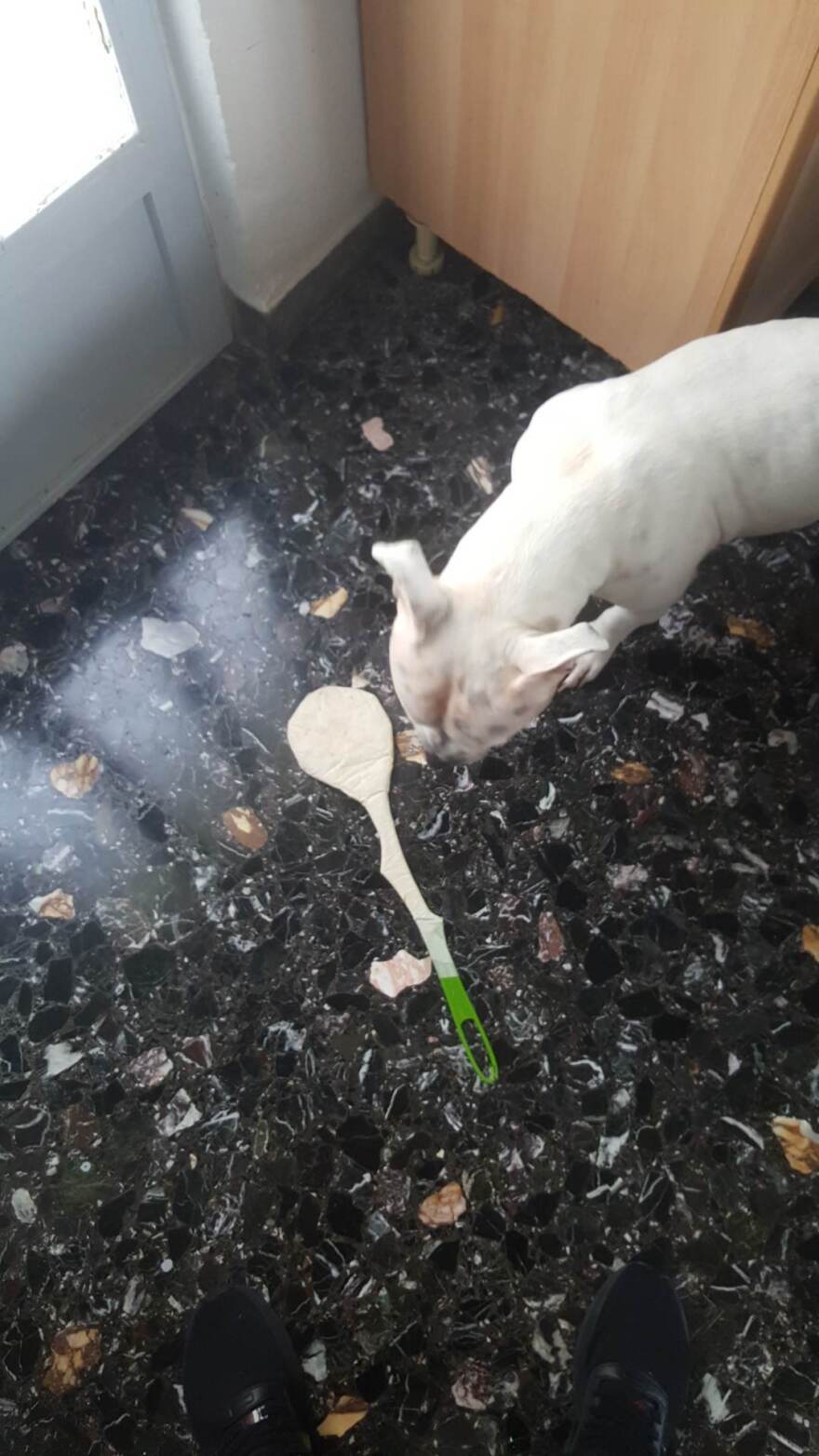 Πέραμα: «Δεν είμαι το κτήνος που λένε, δεν χτυπούσα το σκυλί αλλά το πάτωμα» λέει ο 38χρονος