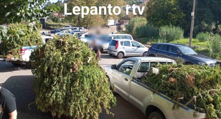 Βρήκαν φυτεία με πάνω από 1.000 χασισόδεντρα στη Ναυπακτία