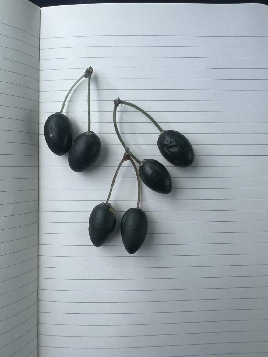 Ηράκλειο: Παραγωγοί βάζουν στα δέντρα τσιπάκια GPS με όψη ελαιοκάρπου για την προστασία από κλοπές 