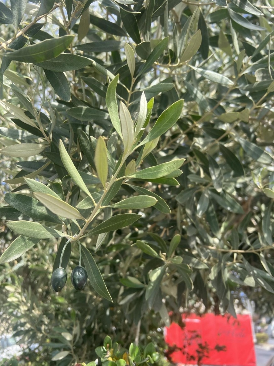 Ηράκλειο: Παραγωγοί βάζουν στα δέντρα τσιπάκια GPS με όψη ελαιοκάρπου για την προστασία από κλοπές 