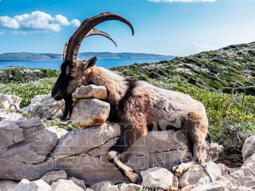 Μεθώνη: Κυνηγοί απ' όλο τον κόσμο φωτογραφίζονται δίπλα στα θηράματά τους στη Σαπιέντζα