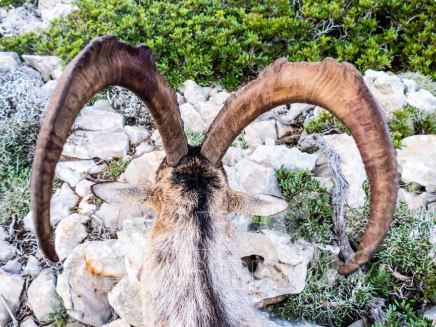 Μεθώνη: Κυνηγοί απ' όλο τον κόσμο φωτογραφίζονται δίπλα στα θηράματά τους στη Σαπιέντζα