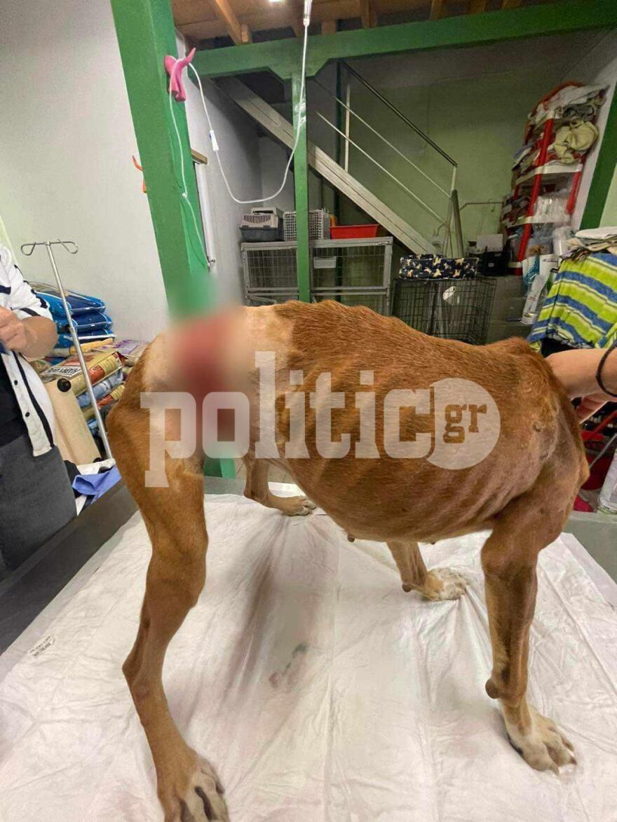 Εικόνες ντροπής στη Χαλκίδα - Περιστατικό άγριας κακοποίησης σκύλου 