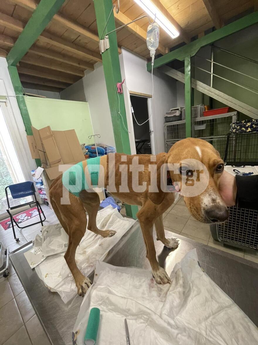 Εικόνες ντροπής στη Χαλκίδα - Περιστατικό άγριας κακοποίησης σκύλου 