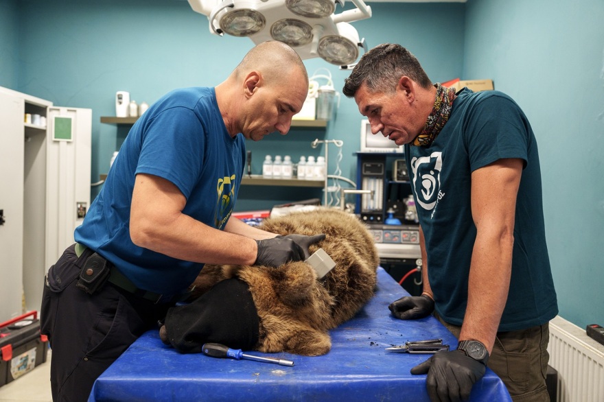 Κοζάνη: Επέστρεψε στο δάσος νεαρή αρκούδα που τραυματίστηκε σε τροχαίο στην Κοζάνη - Δείτε βίντεο