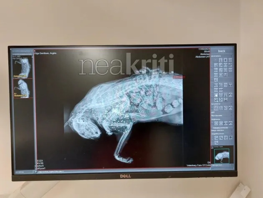  Κτηνωδία στη Σητεία: «Πυροβόλησαν από κοντινή απόσταση και σκότωσαν τη γάτα μου»