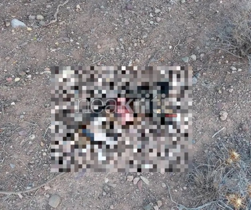  Κτηνωδία στη Σητεία: «Πυροβόλησαν από κοντινή απόσταση και σκότωσαν τη γάτα μου»