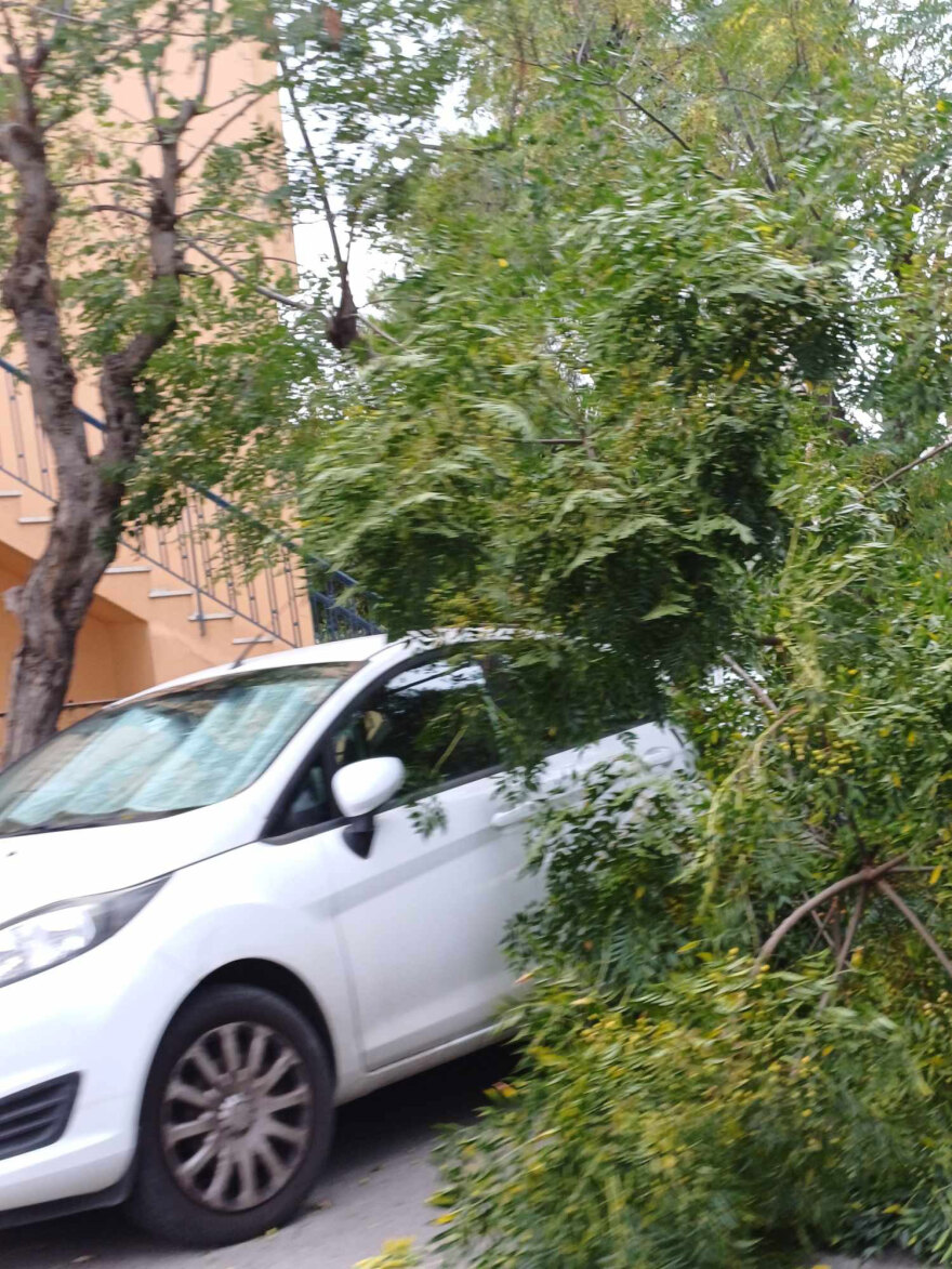 Καιρός: Πτώση δέντρου από τον άνεμο πάνω σε αυτοκίνητα στην Αγία Παρασκευή – Δείτε φωτογραφίες