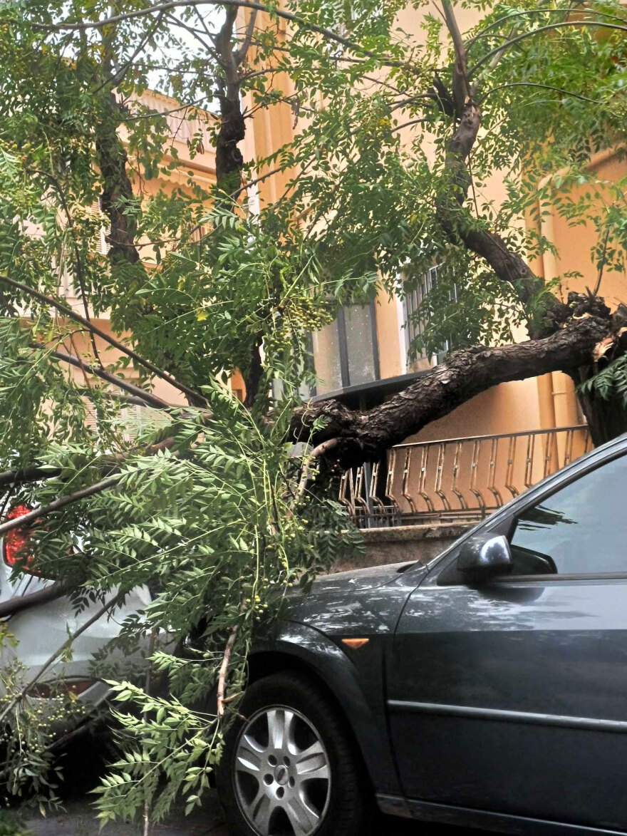 Καιρός: Πτώση δέντρου από τον άνεμο πάνω σε αυτοκίνητα στην Αγία Παρασκευή – Δείτε φωτογραφίες