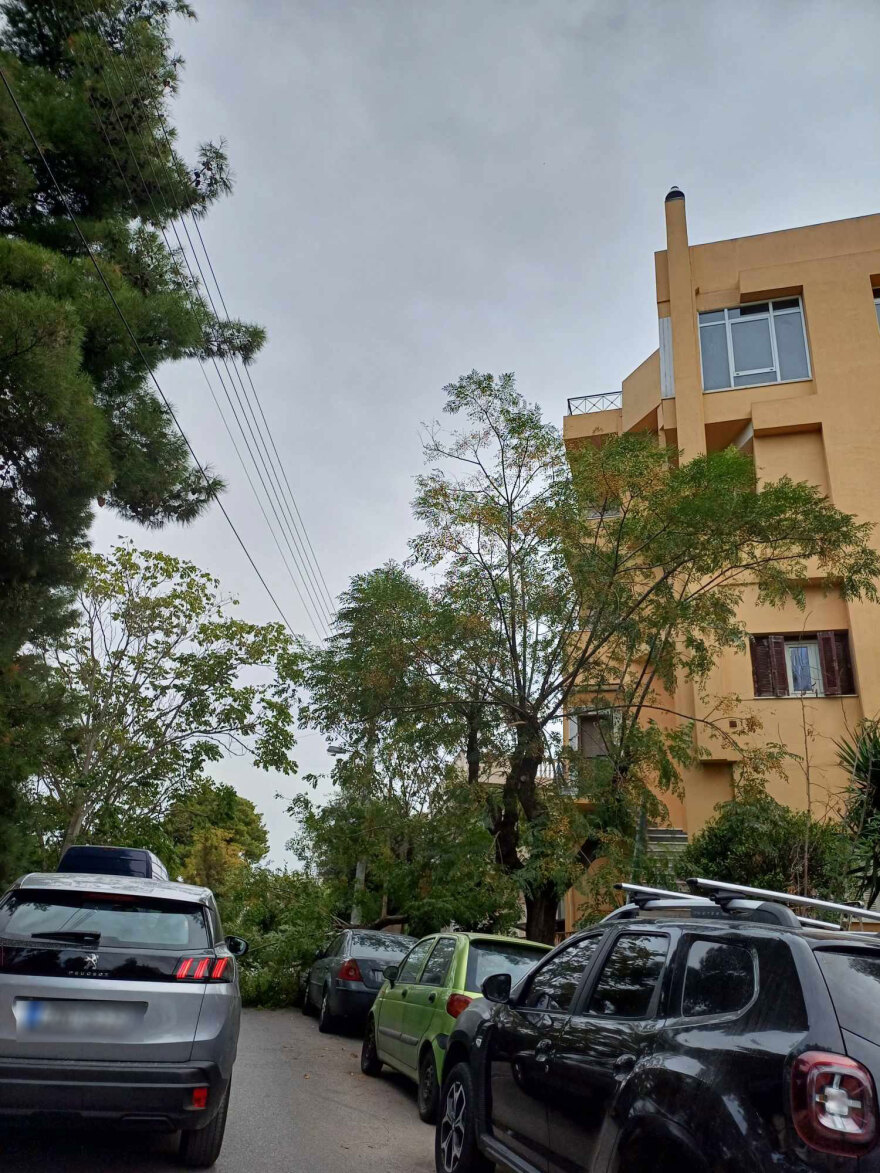 Καιρός: Πτώση δέντρου από τον άνεμο πάνω σε αυτοκίνητα στην Αγία Παρασκευή – Δείτε φωτογραφίες