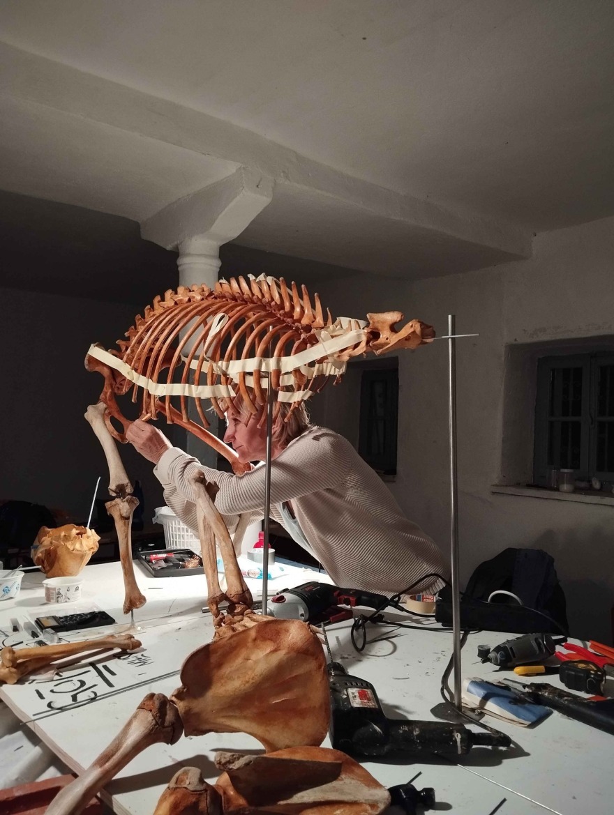 Πρέσπες: Ανασύνθεσαν τον σκελετό αρκούδας που είχε πεθάνει από δηλητηριασμένο δόλωμα - Δείτε φωτογραφίες