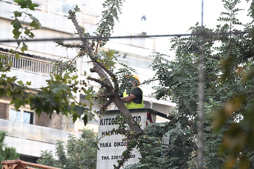 Ο πόλεμος της χαρουπιάς στα Εξάρχεια: Δεν θα κοπούν δένδρα, λένε από το Μετρό - Η μελέτη δεν είναι σοβαρή,  απαντά ο Δούκας 