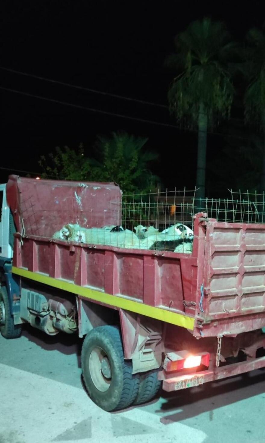 Χανιά: Κατασχέθηκαν αδέσποτα... πρόβατα που κατέστρεφαν καλλιέργειες