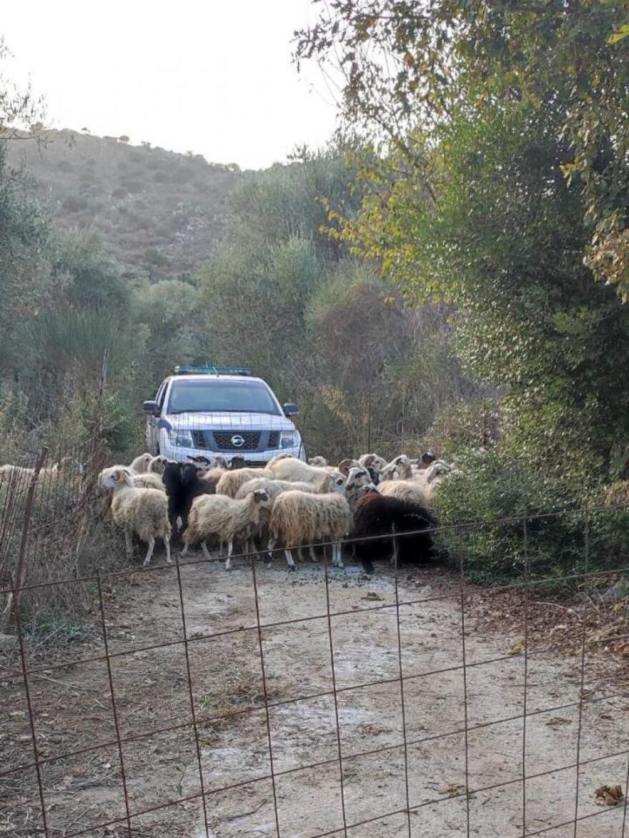 Χανιά: Κατασχέθηκαν αδέσποτα... πρόβατα που κατέστρεφαν καλλιέργειες