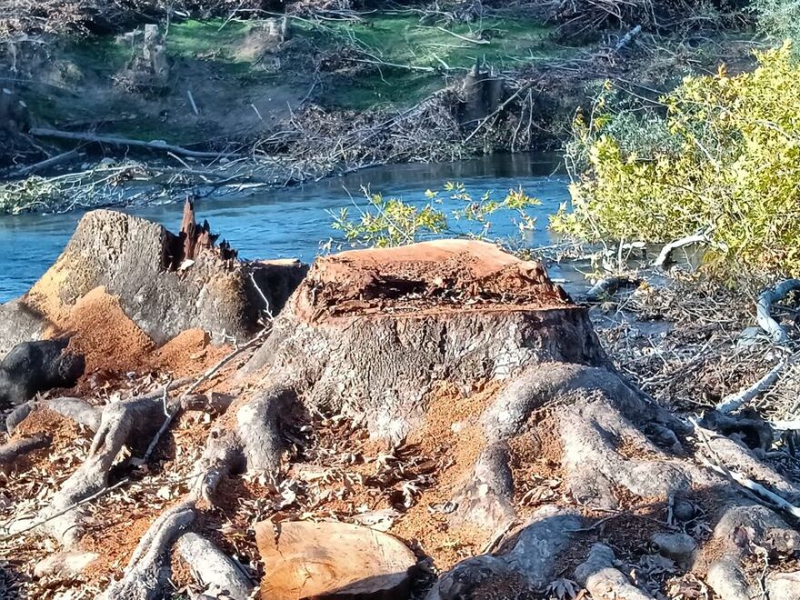 Σέρρες: Διαμαρτυρία για την κοπή αιωνόβιων πλατανιών στον ποταμό Αγγίτη