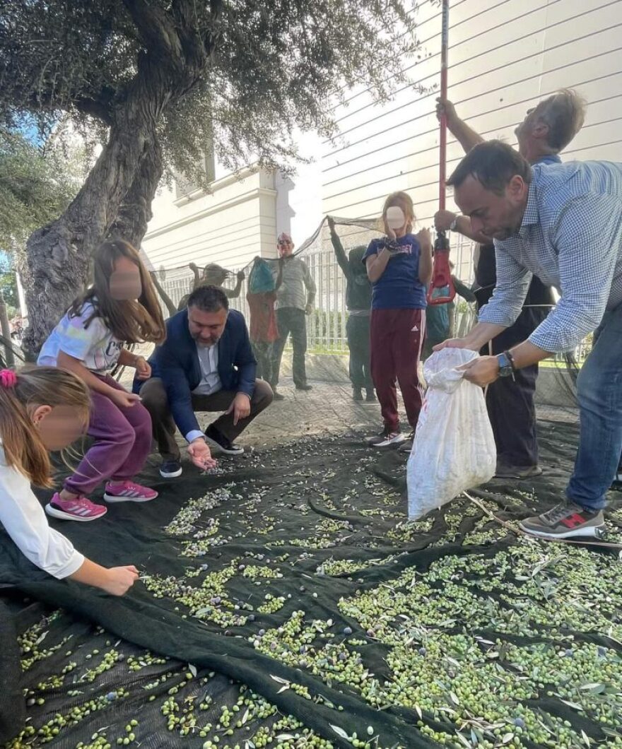 Παλαιό Φάληρο: Μάζεμα ελιάς προς ενίσχυση των κοινωνικών δομών του δήμου