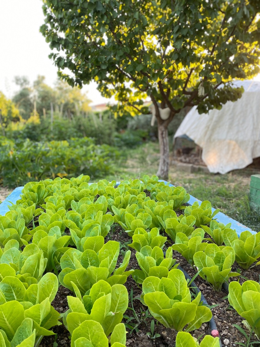 Περιβόλι στη Βάρη: Το αυθεντικό farm-to-table εστιατόριο που φέρνει τη φρεσκάδα του μποστανιού στο πιάτο μας