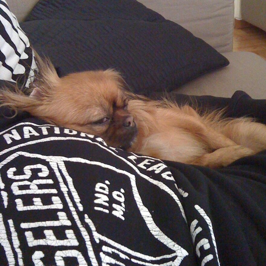 Μπέττυ Μαγγίρα για τον θάνατο του σκύλου της: Η ιστορία της θα ήθελα να ειπωθεί γιατί πολύ απλά αξίζει 