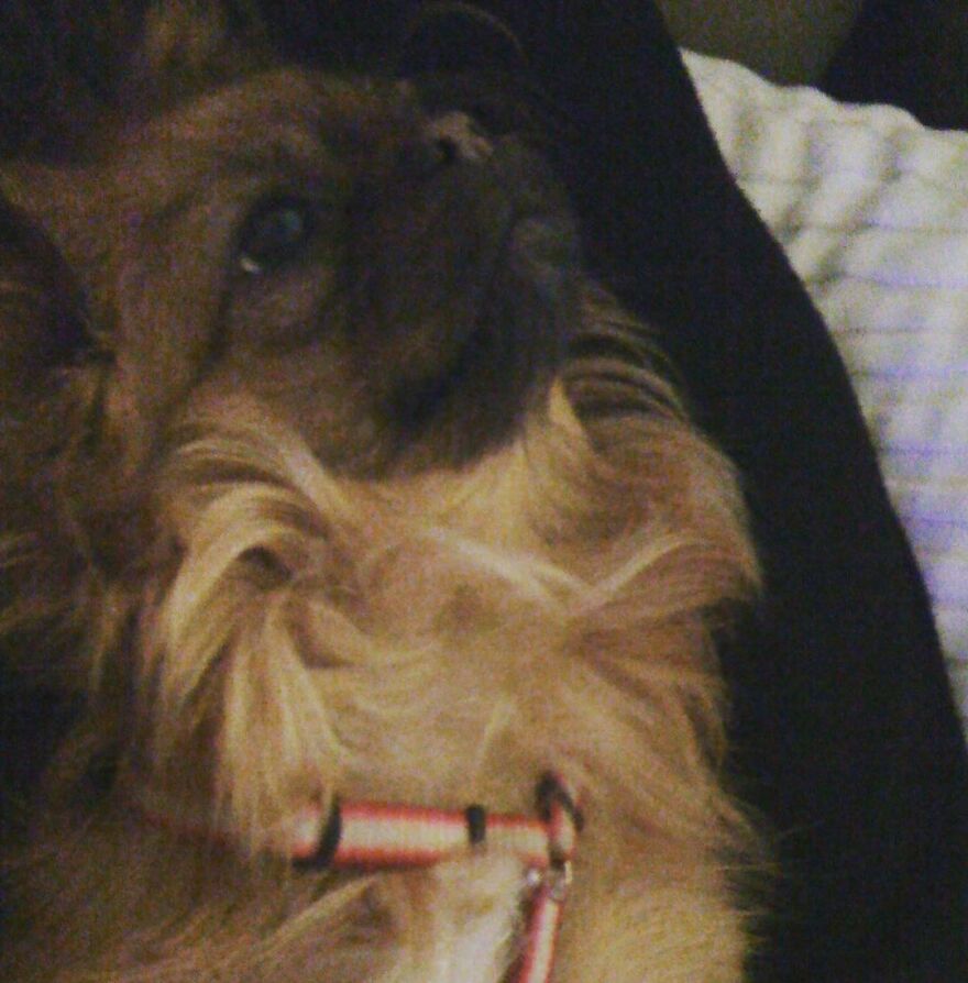 Μπέττυ Μαγγίρα για τον θάνατο του σκύλου της: Η ιστορία της θα ήθελα να ειπωθεί γιατί πολύ απλά αξίζει 