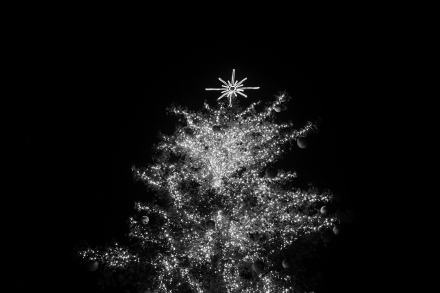 Τρίκαλα: Φωταγωγήθηκε το υψηλότερο φυσικό χριστουγεννιάτικο δέντρο - Δείτε φωτογραφίες