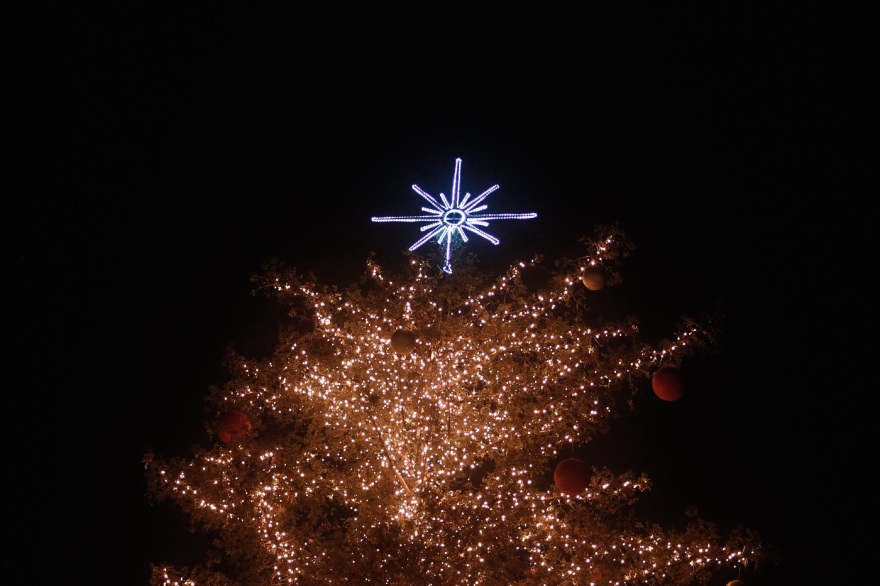 Τρίκαλα: Φωταγωγήθηκε το υψηλότερο φυσικό χριστουγεννιάτικο δέντρο - Δείτε φωτογραφίες