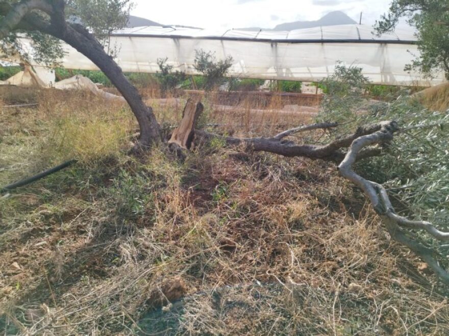 Ζημιές σε θερμοκήπια και ελιές προκάλεσαν οι ισχυροί άνεμοι στα Φαλάσαρνα Κισσάμου - Δείτε φωτογραφίες