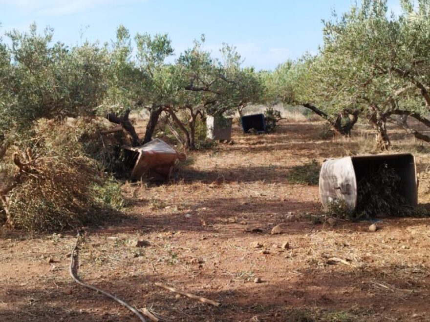 Ζημιές σε θερμοκήπια και ελιές προκάλεσαν οι ισχυροί άνεμοι στα Φαλάσαρνα Κισσάμου - Δείτε φωτογραφίες