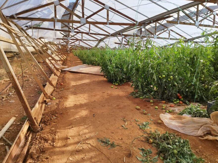 Ζημιές σε θερμοκήπια και ελιές προκάλεσαν οι ισχυροί άνεμοι στα Φαλάσαρνα Κισσάμου - Δείτε φωτογραφίες