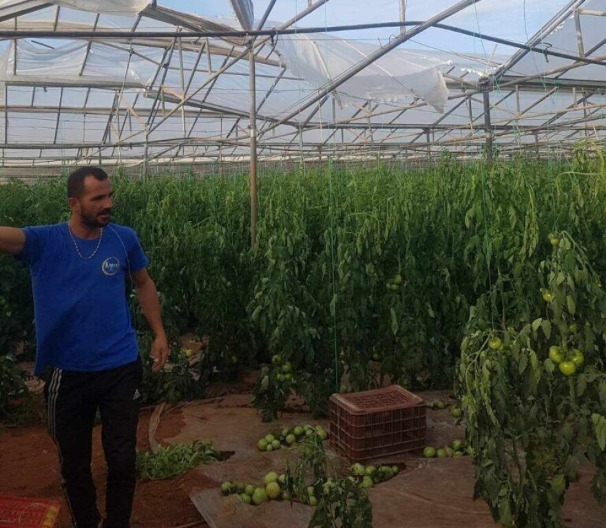 Ζημιές σε θερμοκήπια και ελιές προκάλεσαν οι ισχυροί άνεμοι στα Φαλάσαρνα Κισσάμου - Δείτε φωτογραφίες