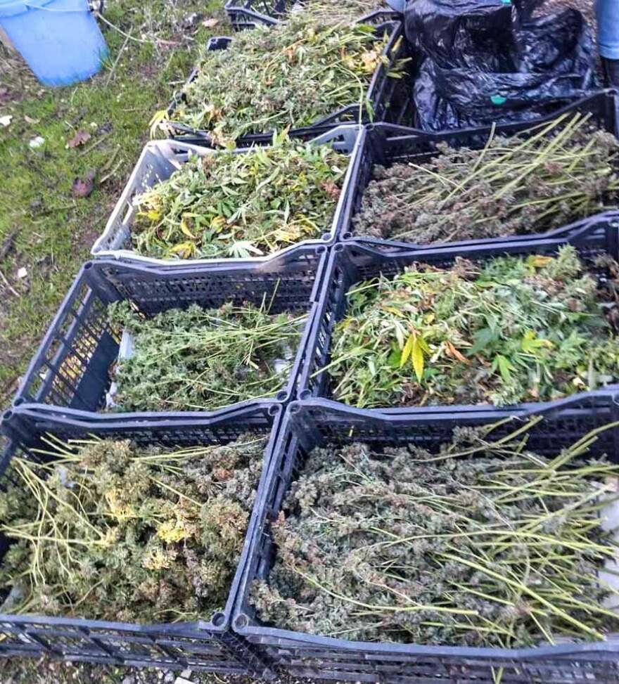 Εκρηκτικοί μηχανισμοί και 23 κιλά κάνναβης σε κτήμα με χασισοφυτεία στην Ήλιδα