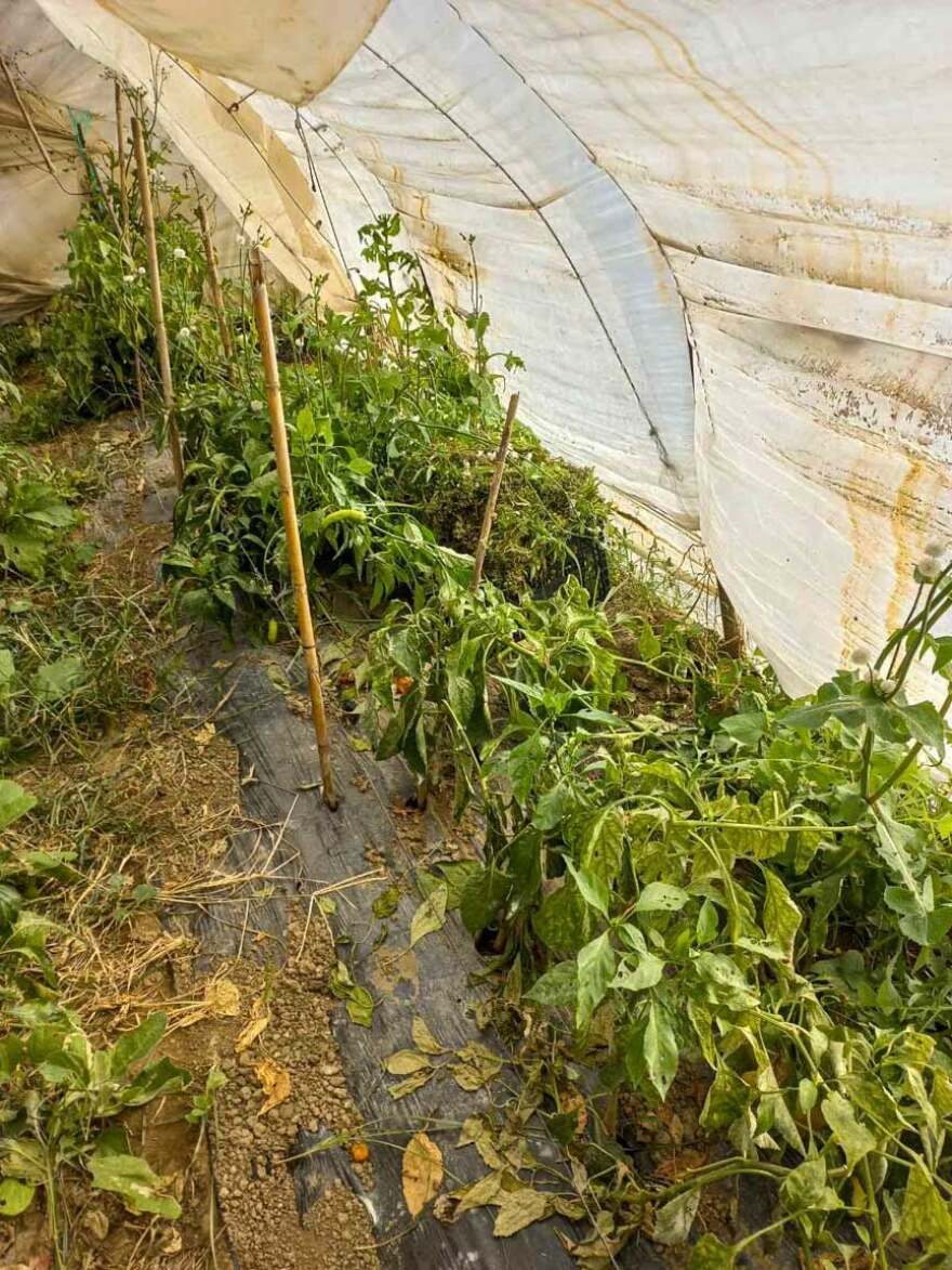 Εκρηκτικοί μηχανισμοί και 23 κιλά κάνναβης σε κτήμα με χασισοφυτεία στην Ήλιδα