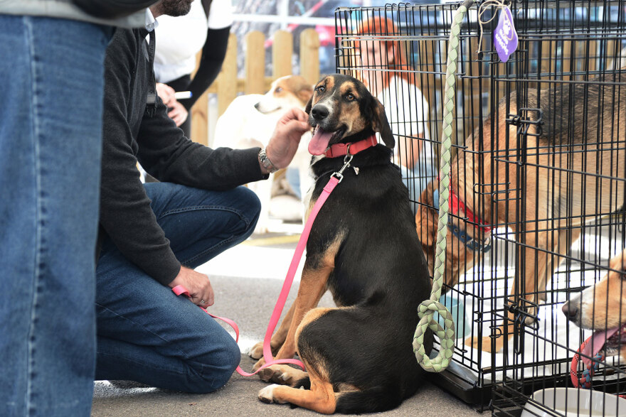 Ημέρα Υιοθεσίας Pet City: Πάνω από 100 σκυλάκια έχουν βρει τις παντοτινές τους οικογένειες
