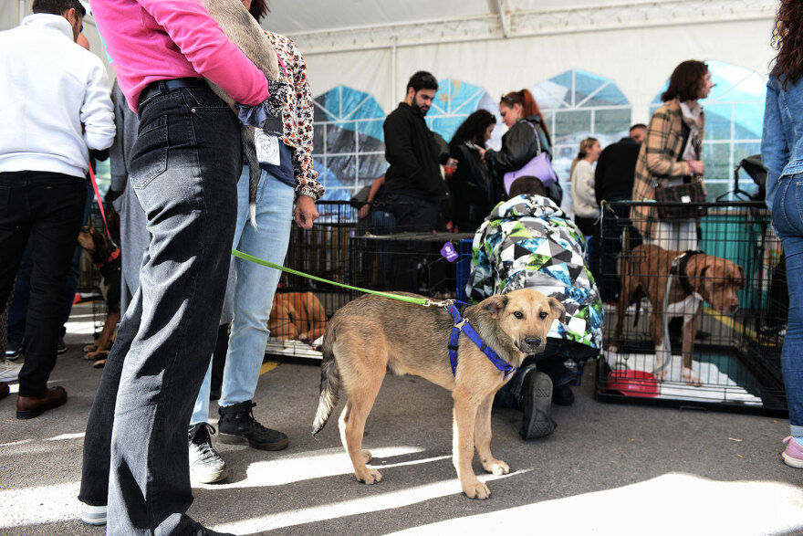 Ημέρα Υιοθεσίας Pet City: Πάνω από 100 σκυλάκια έχουν βρει τις παντοτινές τους οικογένειες