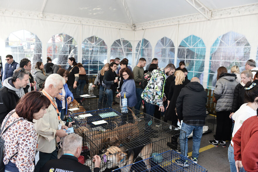 Ημέρα Υιοθεσίας Pet City: Πάνω από 100 σκυλάκια έχουν βρει τις παντοτινές τους οικογένειες