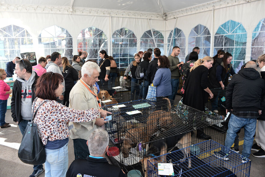 Ημέρα Υιοθεσίας Pet City: Πάνω από 100 σκυλάκια έχουν βρει τις παντοτινές τους οικογένειες
