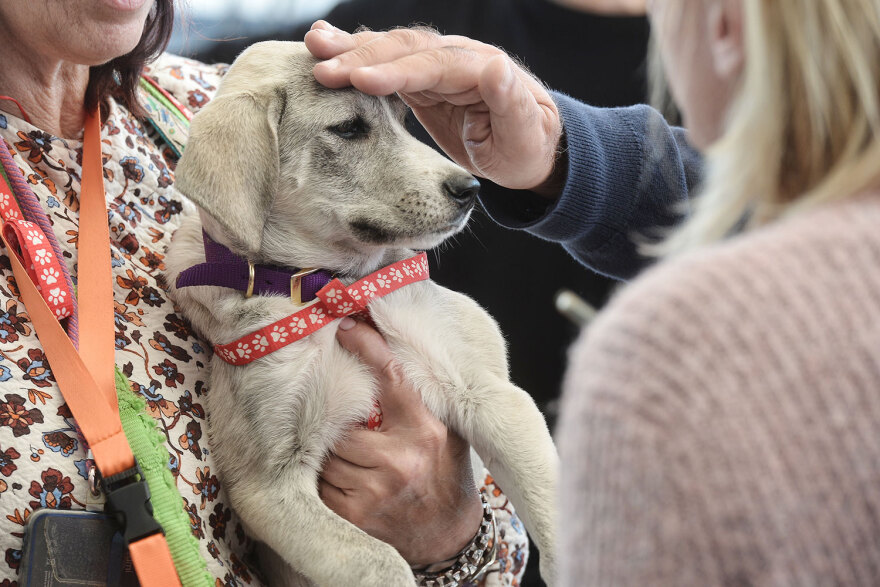 Ημέρα Υιοθεσίας Pet City: Πάνω από 100 σκυλάκια έχουν βρει τις παντοτινές τους οικογένειες