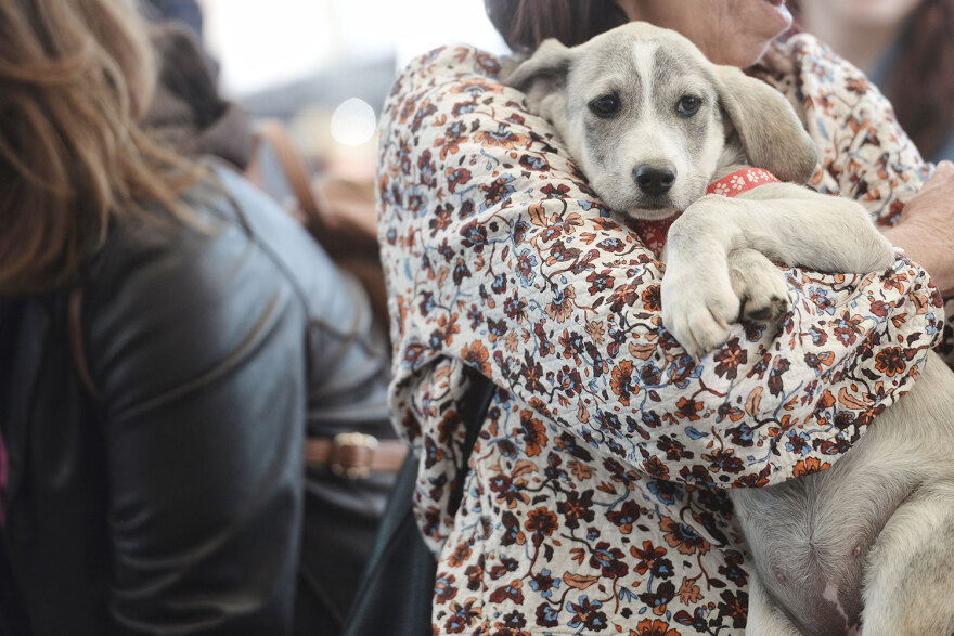 Ημέρα Υιοθεσίας Pet City: Πάνω από 100 σκυλάκια έχουν βρει τις παντοτινές τους οικογένειες